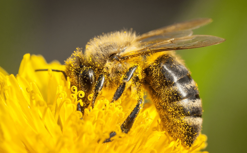 Close-up of a honeybee covered in pollen while feeding on a vibrant yellow flower